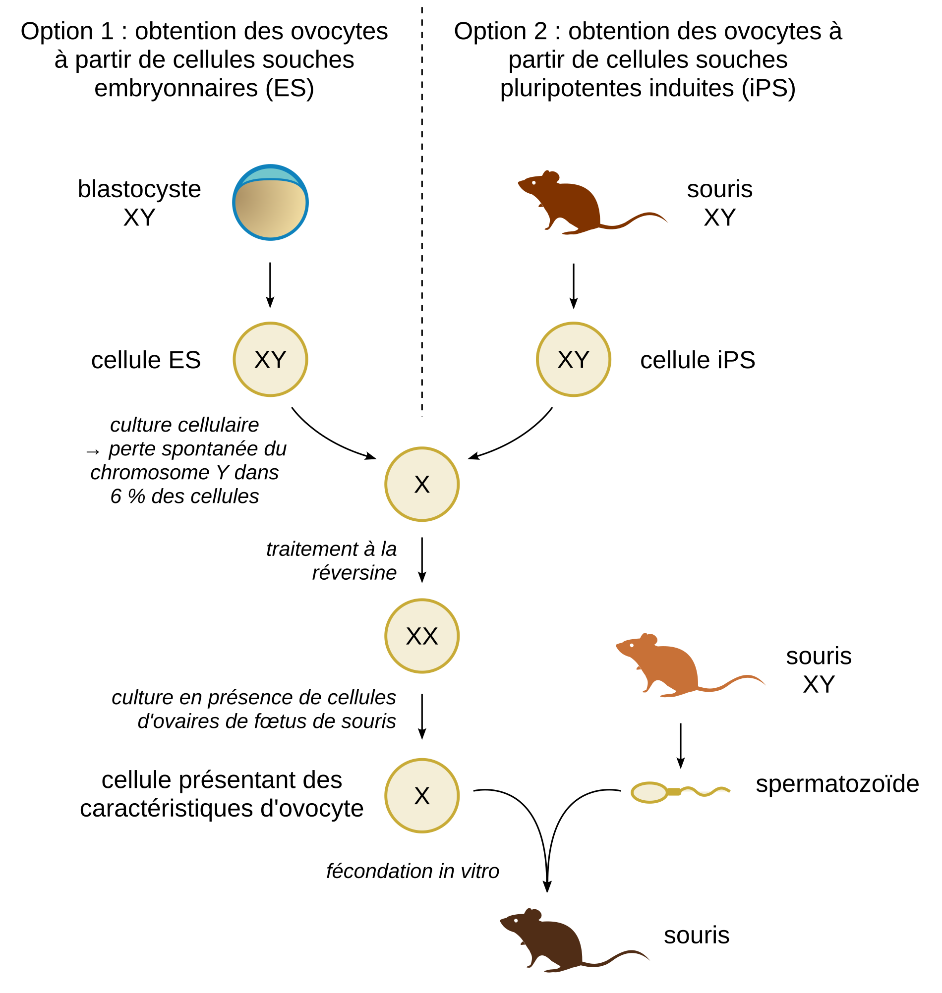 production-de-gam-tes-femelles-partir-de-cellules-souches